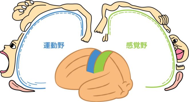 ホムンクルスの脳地図